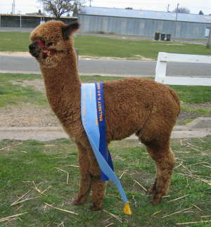 Paca Perfect Amber Gold